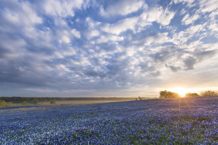 bluebonnet, Sunrise, Ennis, Texas, Flowers, Field HD Wallpaper Desktop Background