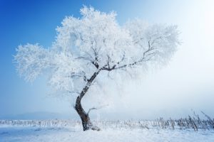 snow, Tree, Winter, Nature