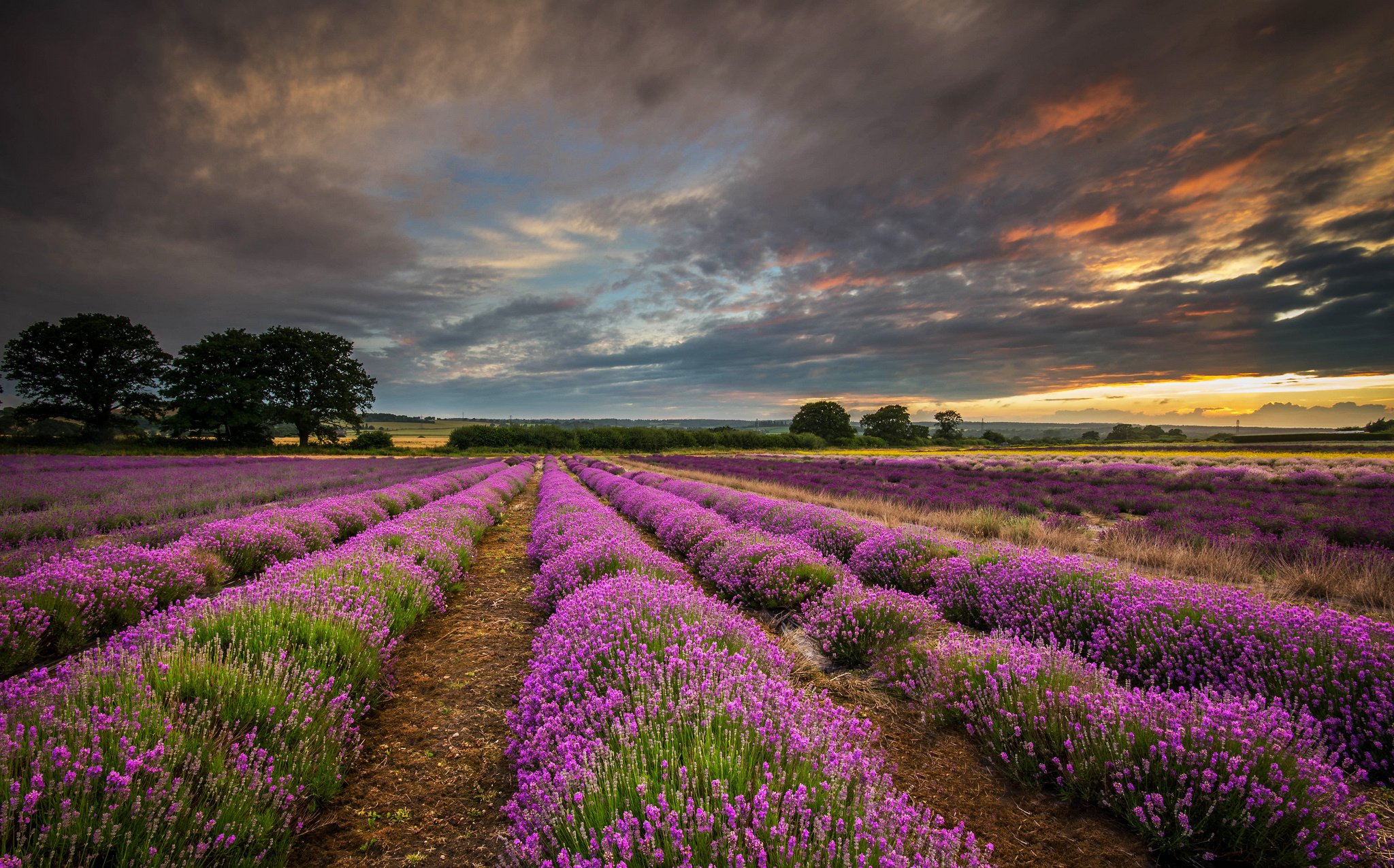 united, Kingdom, England, Hdr, Field, Flowers, Lavender, Purple, Sunset, Clouds, Sky Wallpaper