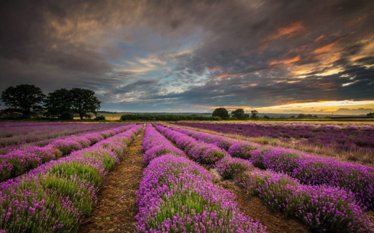 united, Kingdom, England, Hdr, Field, Flowers, Lavender, Purple, Sunset, Clouds, Sky HD Wallpaper Desktop Background