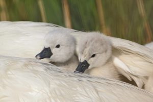 swans, Chicks, Feathers, Wing, Shelter, Swan