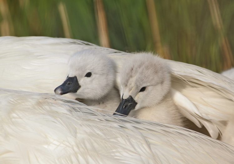 swans, Chicks, Feathers, Wing, Shelter, Swan HD Wallpaper Desktop Background