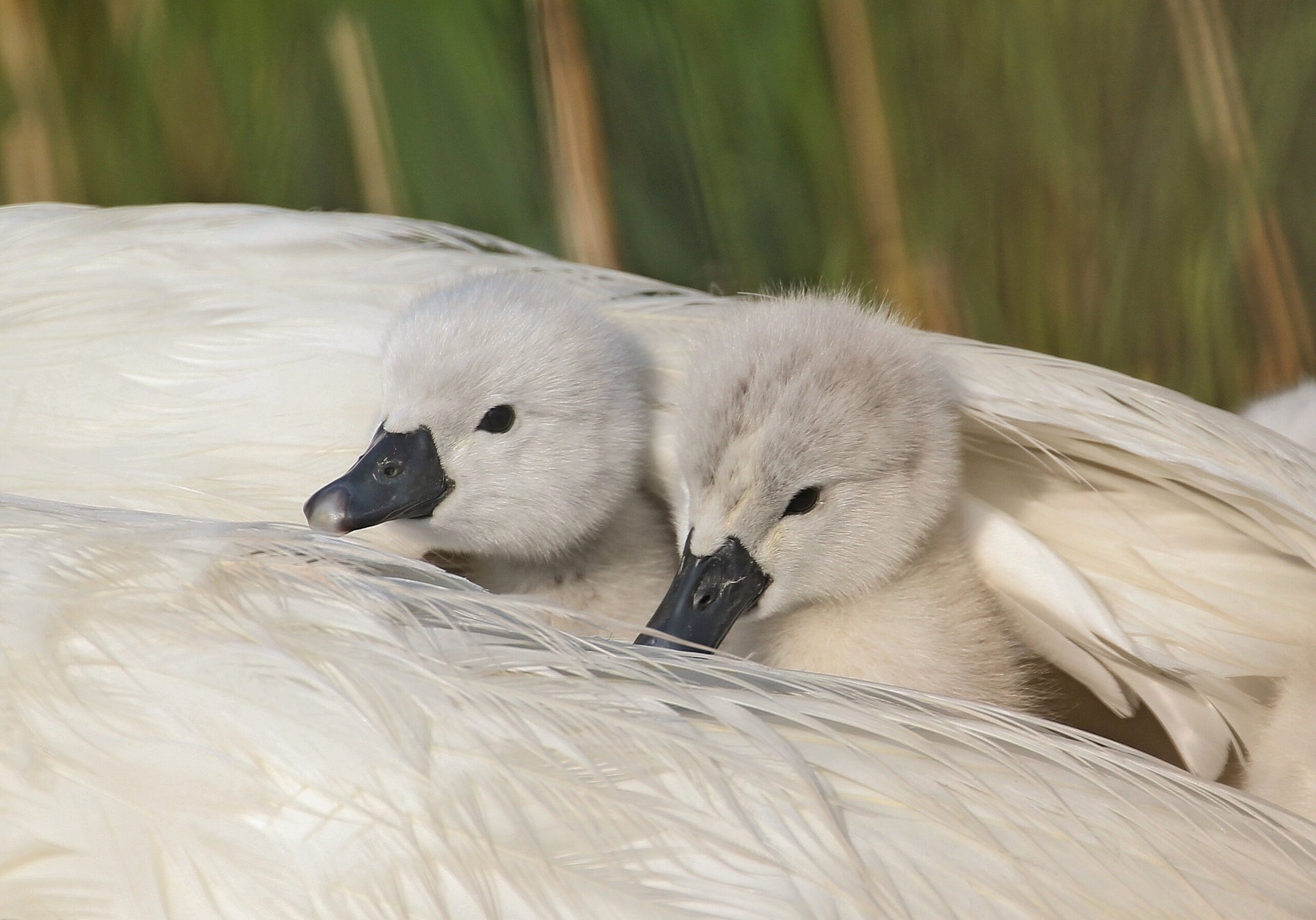 swans, Chicks, Feathers, Wing, Shelter, Swan Wallpaper
