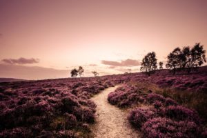 england, Field, Heather, Plants, Trees, Road, Footpath, Nature, Landscape, Evening, Path, Trail