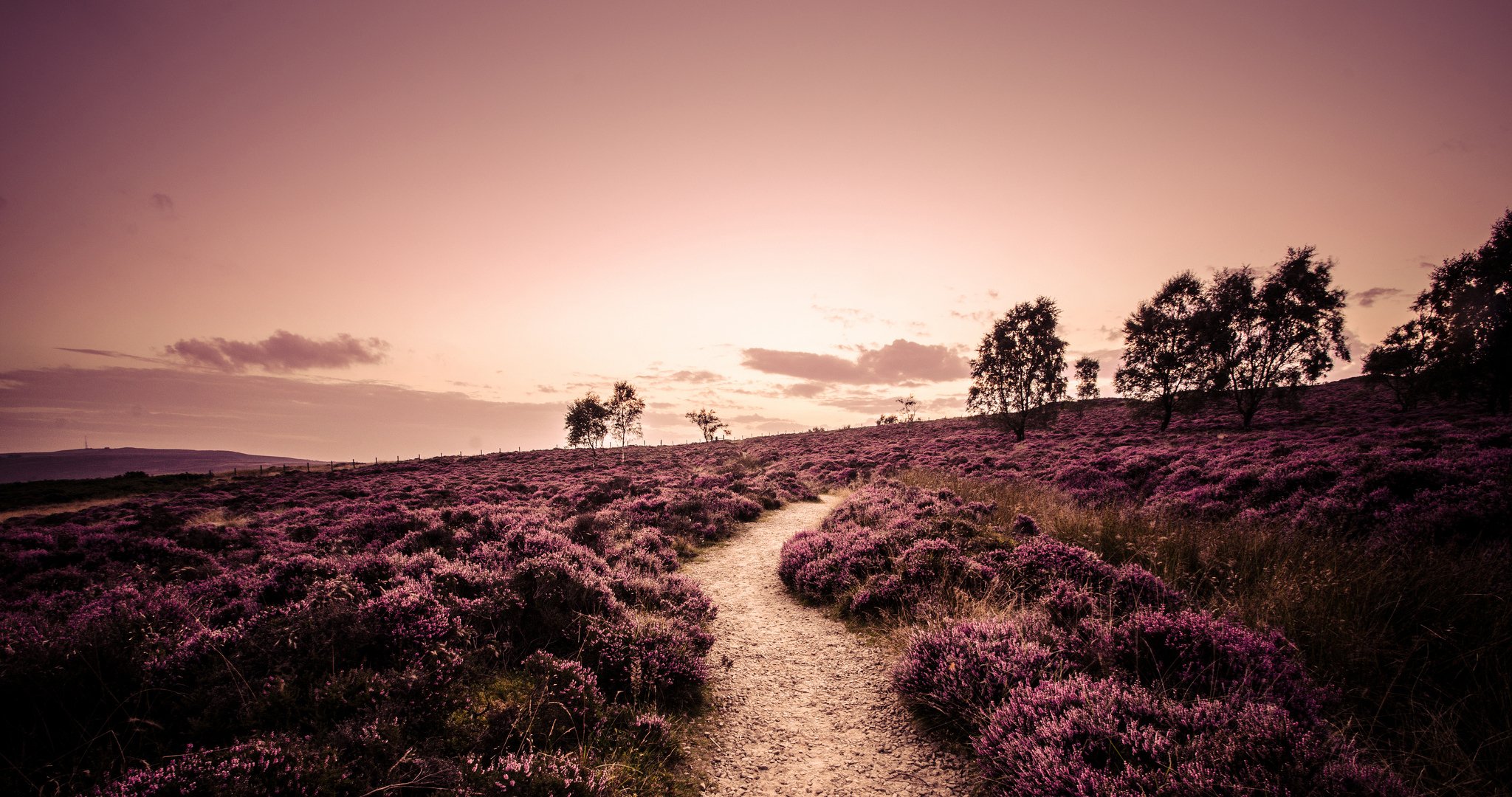 england, Field, Heather, Plants, Trees, Road, Footpath, Nature, Landscape, Evening, Path, Trail Wallpaper