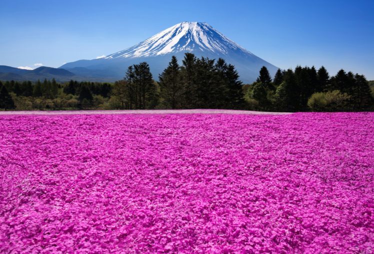 japan, Fuji, Volcano, Mountains, Nature, Flowers, Field, Meadow HD Wallpaper Desktop Background