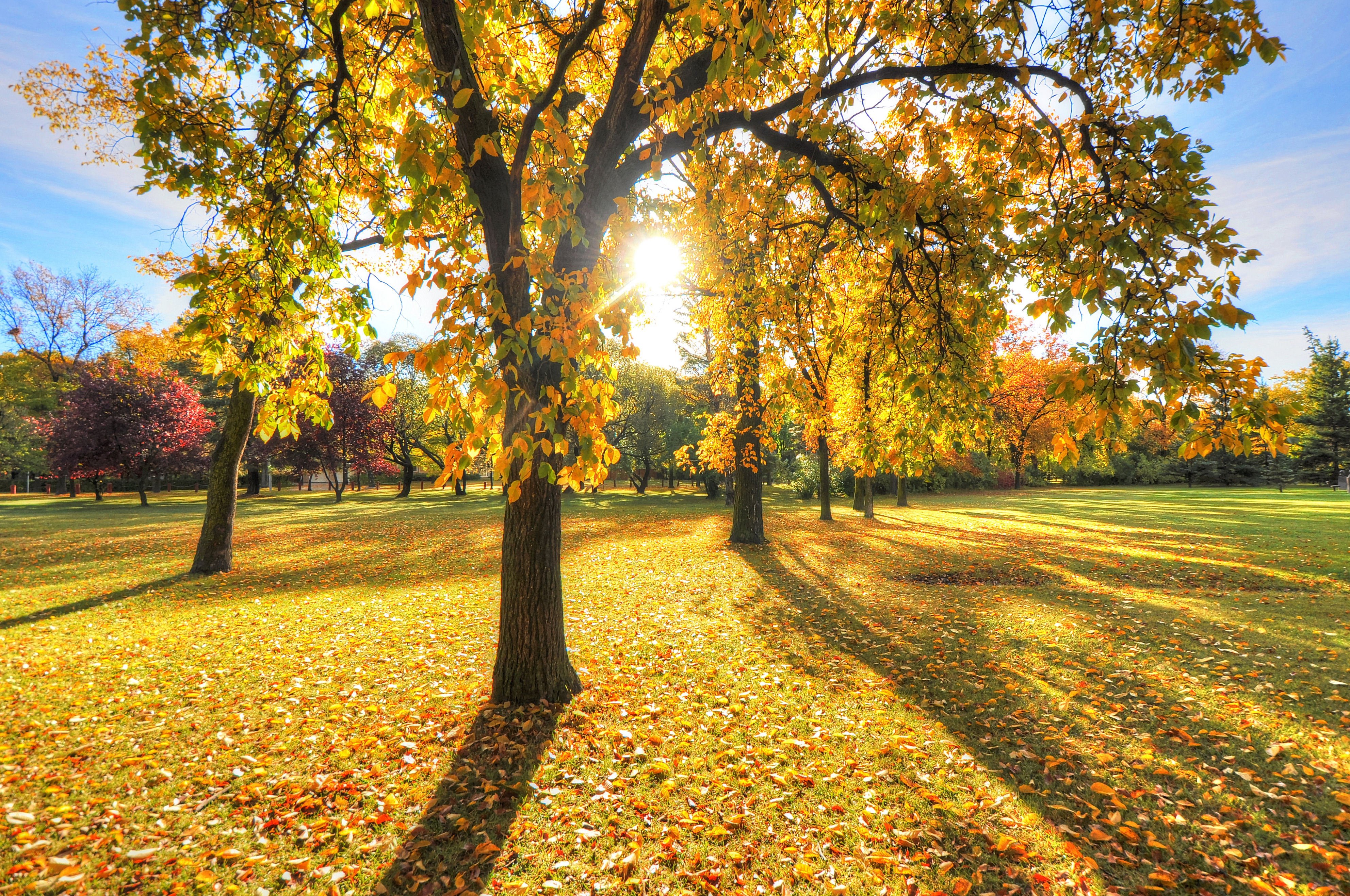 park, Trees, Grass, Leaves, Autumn, Sunset, Light, Sun Wallpapers HD