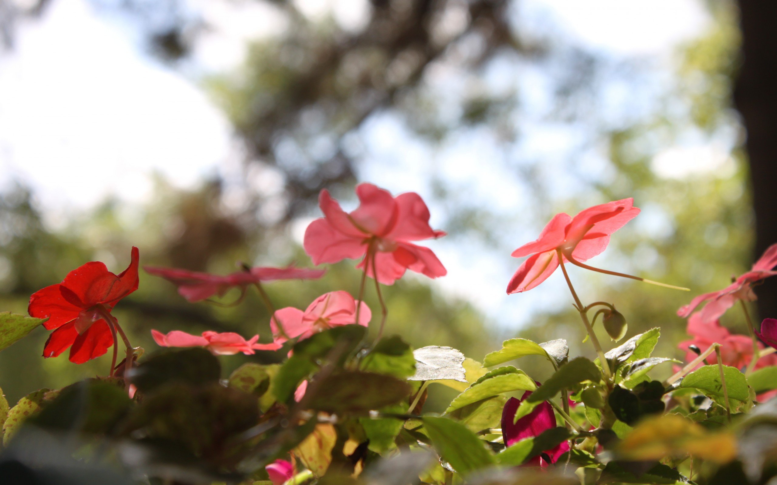 flowers, Red, Sun, Nature, Summer Wallpaper