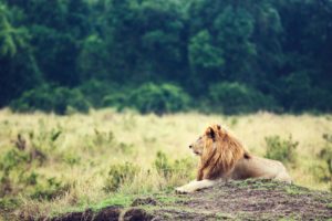 lion, King, Animal, Africa