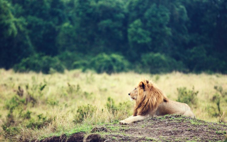 lion, King, Animal, Africa HD Wallpaper Desktop Background