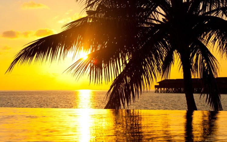 sea, Sunset, Palm, Ocean, Summer HD Wallpaper Desktop Background