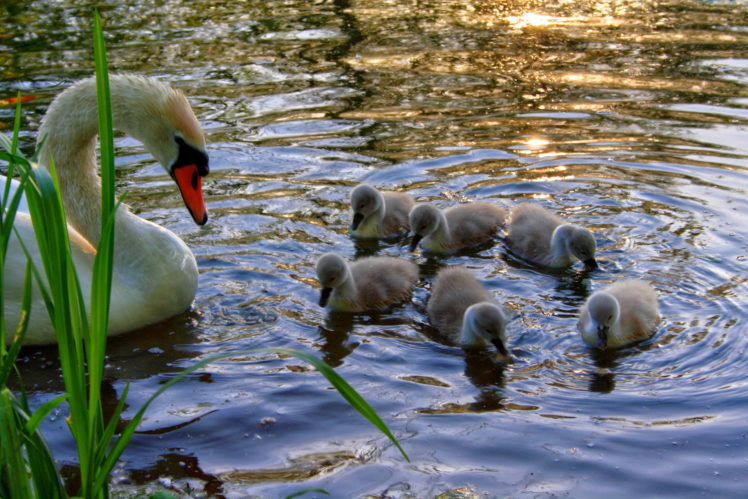 swans, Birds, Animals, Babies, Cute, Mother, Reflection, Lakes, Pond, Grass, Wildlife, Nature HD Wallpaper Desktop Background