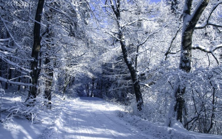 roads, Winter, Snow, Trees, Forest, Woods, Nature, Landscapes HD Wallpaper Desktop Background