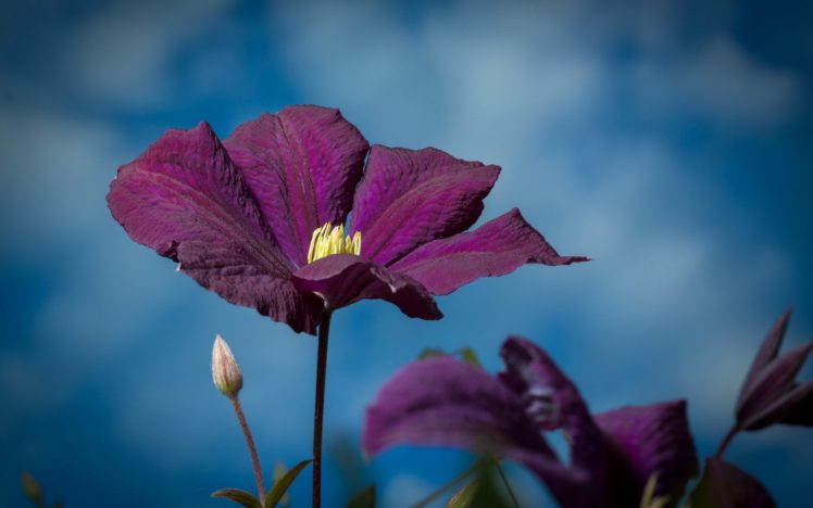 flower, Purple, Sky, Summer, Nature HD Wallpaper Desktop Background