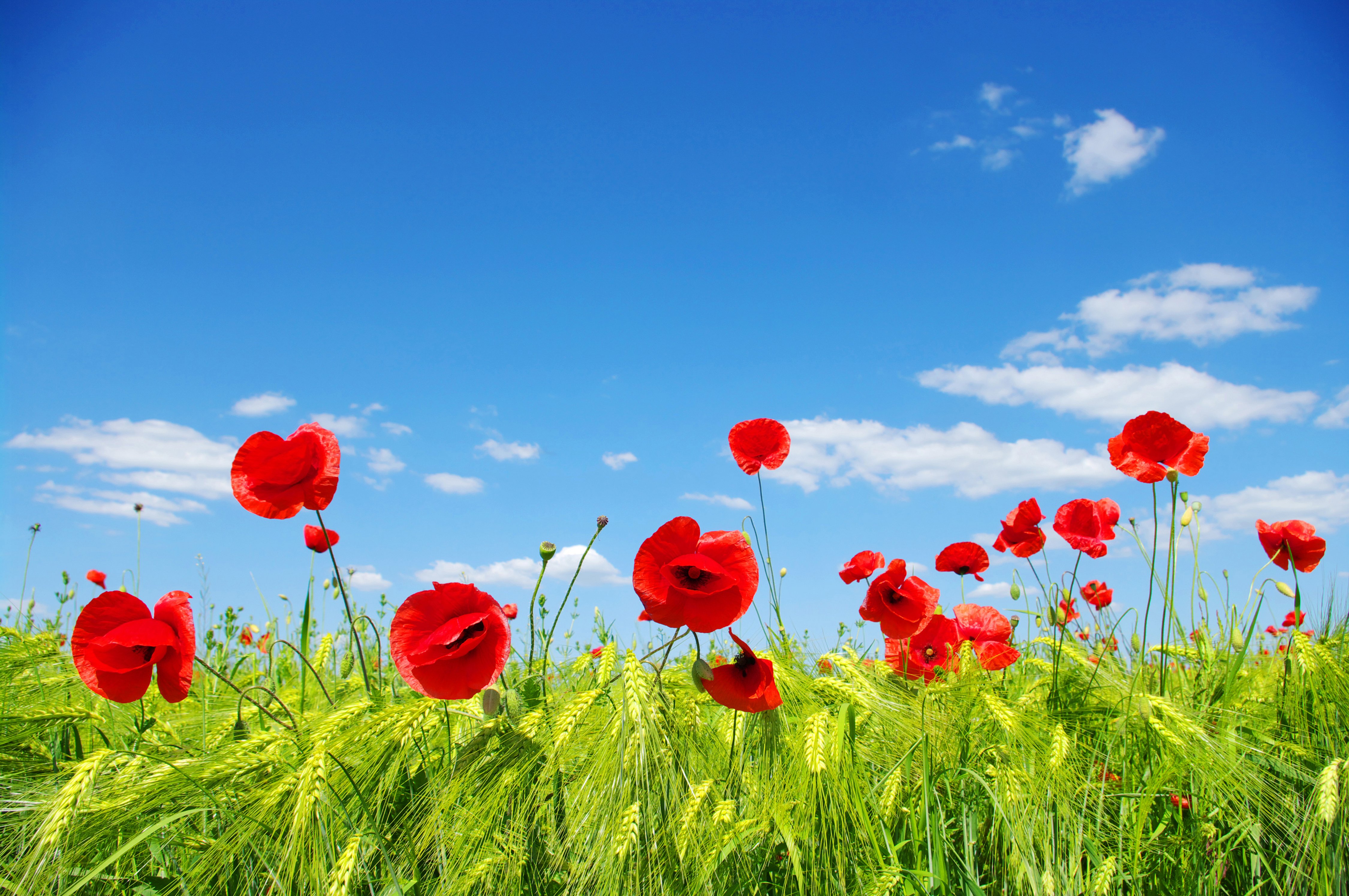 ears, Meadow, Poppies, Field, Clouds, Sky Wallpapers HD / Desktop and