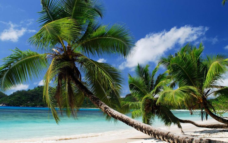 beack, Palm, Sun, Summer, Sea, Blue, Sky, Nature HD Wallpaper Desktop Background