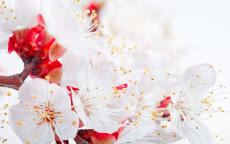 blossoms, Flowers, Macro, Close up, Petals, Soft HD Wallpaper Desktop Background