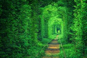 tunnel, Green, Rails, Road, Garden