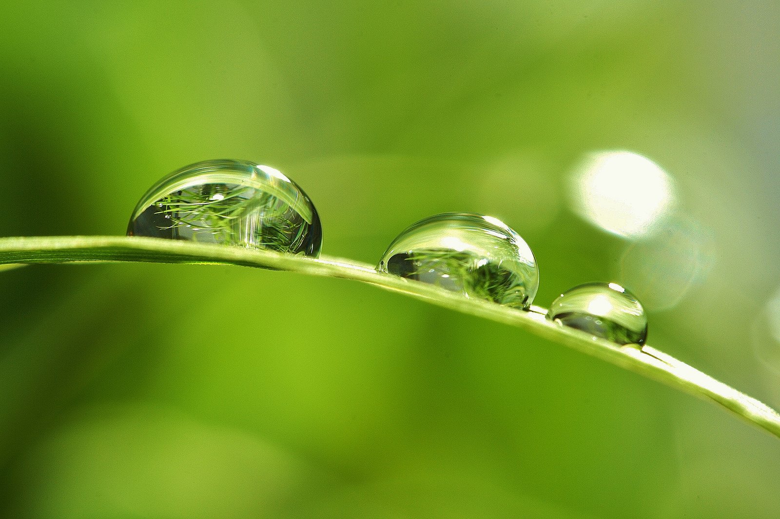 Green, Leaf, Dew, Nature, Walppaper, Branch, Tree, Macro Wallpapers Hd 