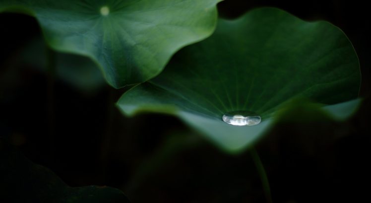 green, Leaf, Dew, Nature, Walppaper, Branch, Tree, Macro HD Wallpaper Desktop Background