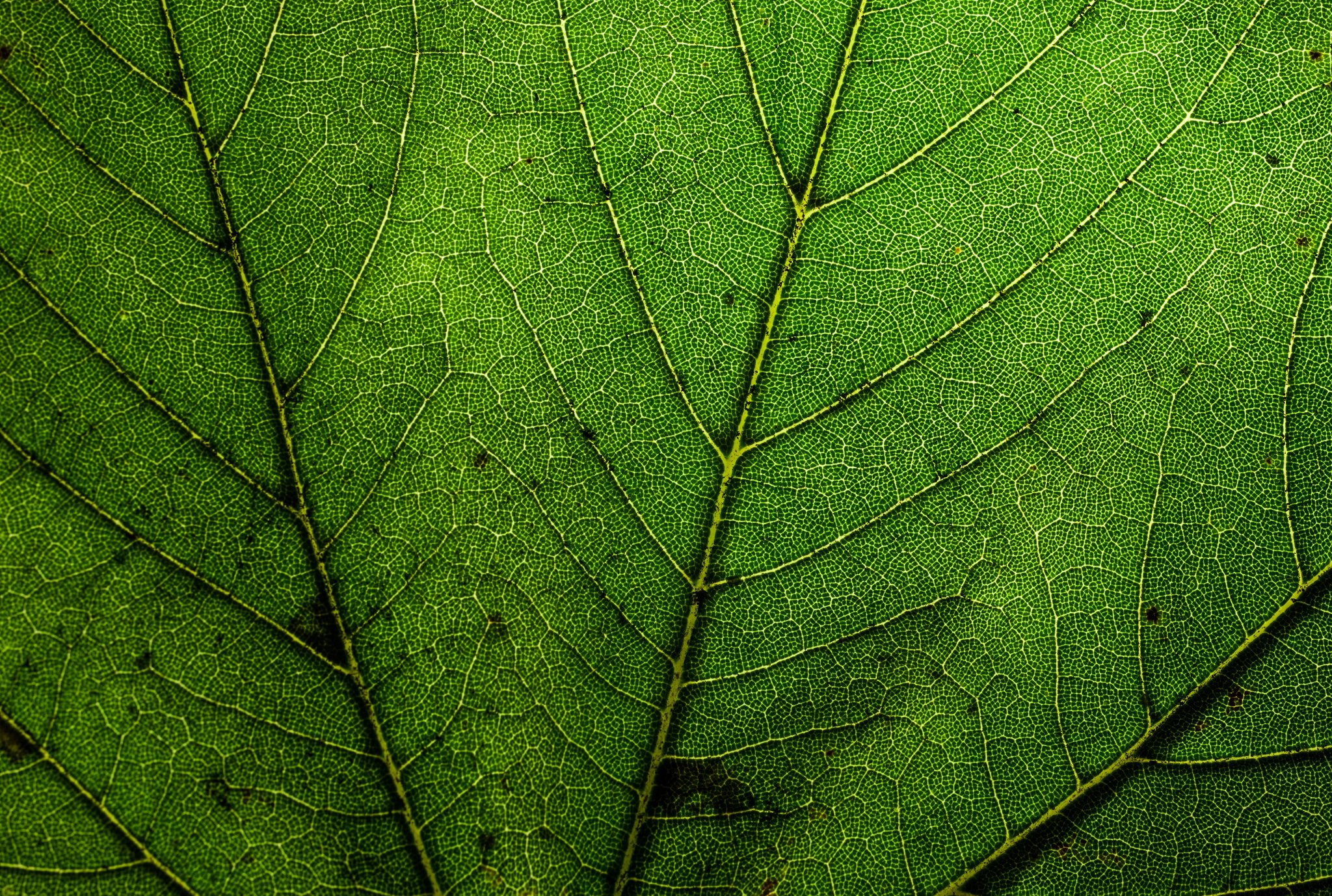 green, Leaf, Dew, Nature, Walppaper, Branch, Tree, Macro Wallpaper