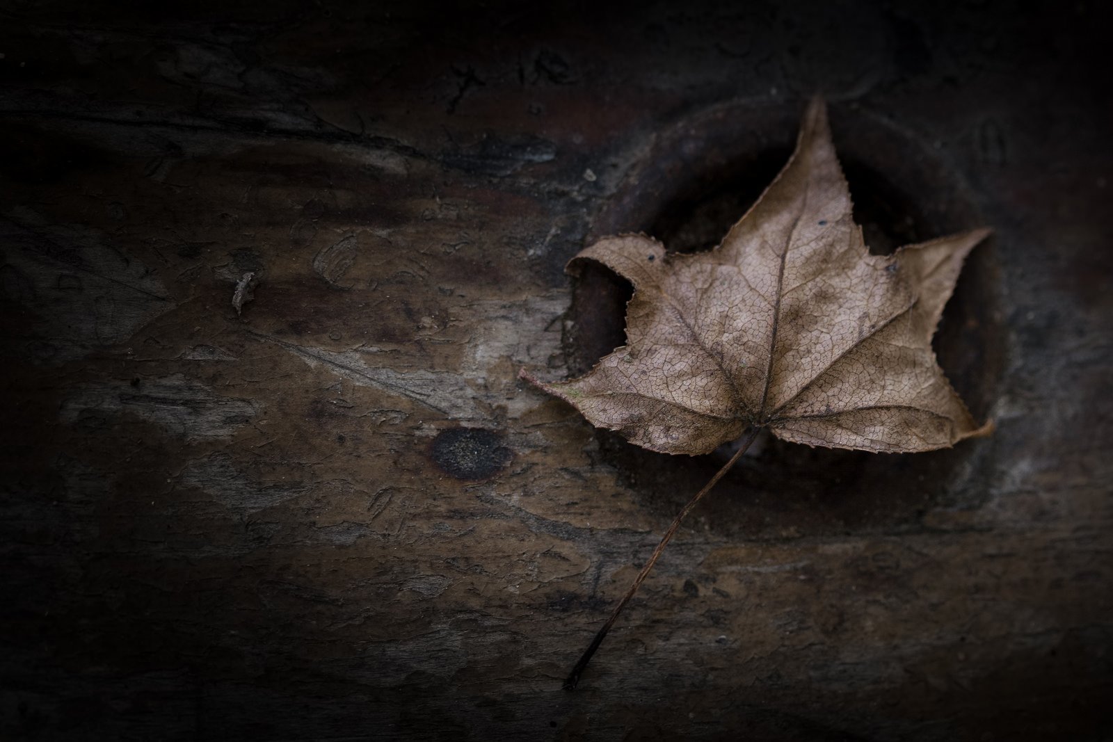 green, Leaf, Dew, Nature, Walppaper, Branch, Tree, Macro Wallpaper