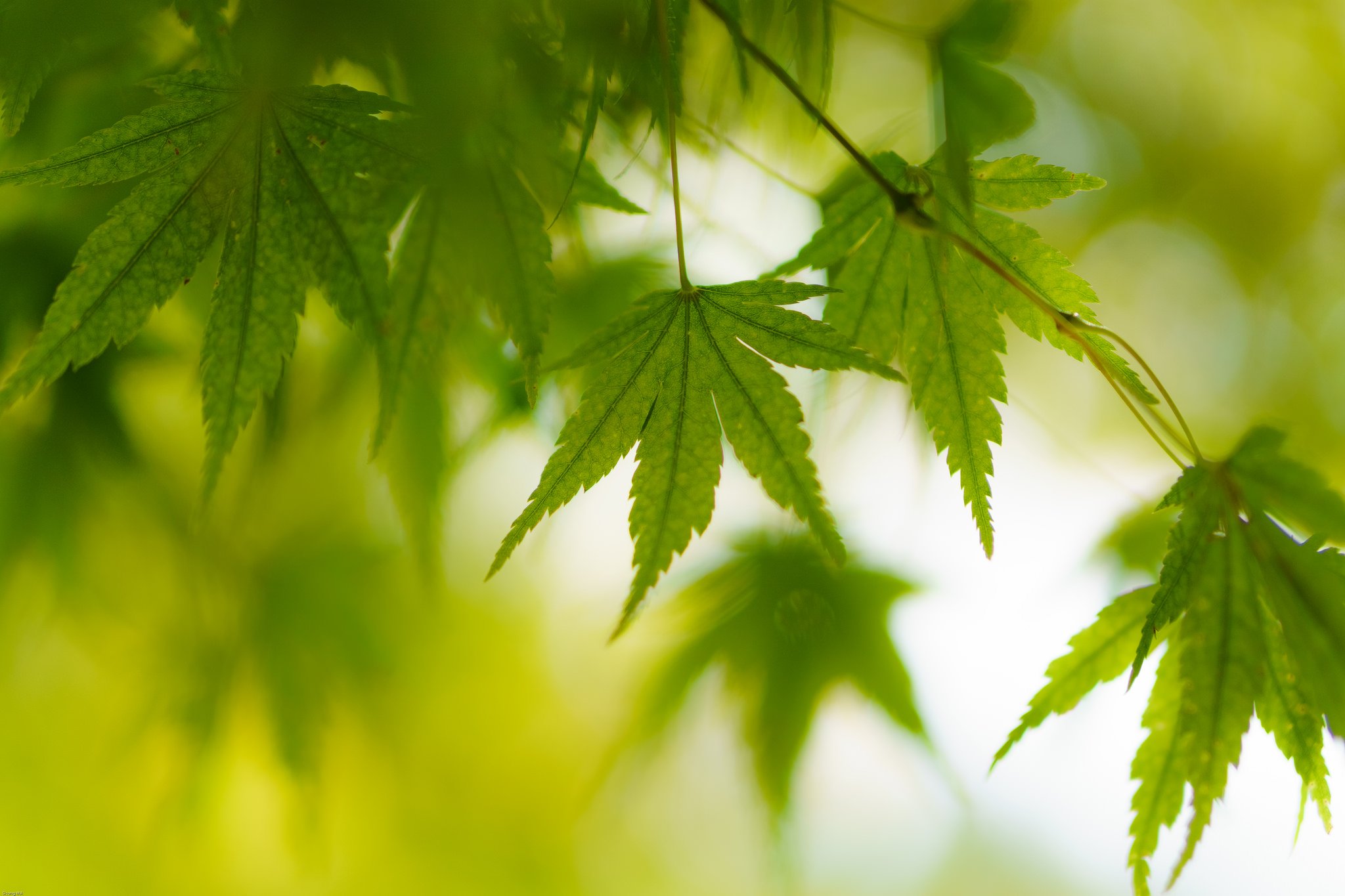 green, Leaf, Dew, Nature, Walppaper, Branch, Tree, Macro Wallpaper