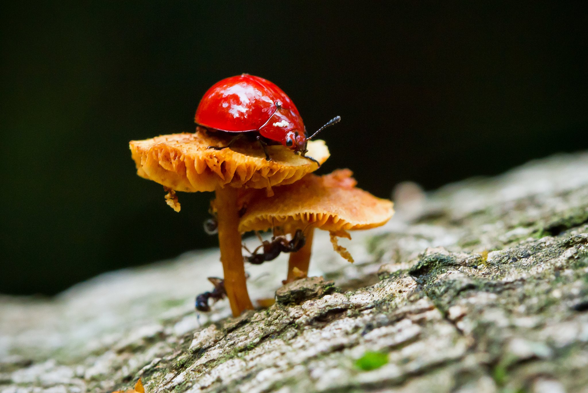 green, Insects, Bug, Mantis, Macro, Close, Up, Nature, Wallpaper, Butterfly, Spider Wallpaper