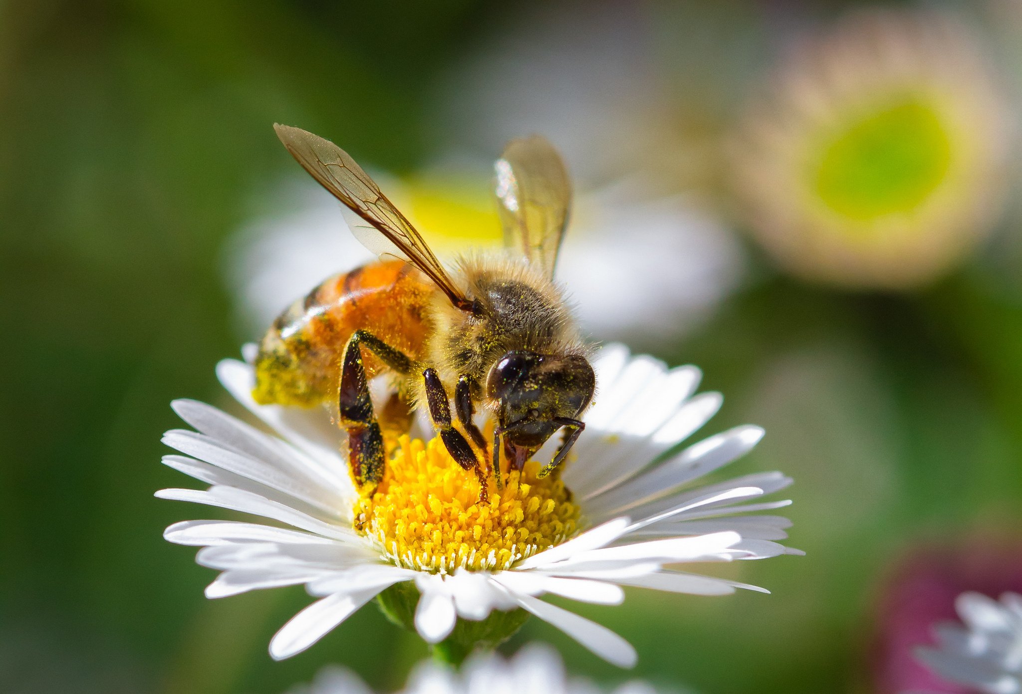 green, Insects, Bug, Mantis, Macro, Close, Up, Nature, Wallpaper, Butterfly, Spider Wallpaper