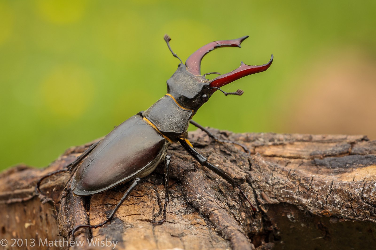 green, Insects, Bug, Mantis, Macro, Close, Up, Nature, Wallpaper, Butterfly, Spider Wallpaper
