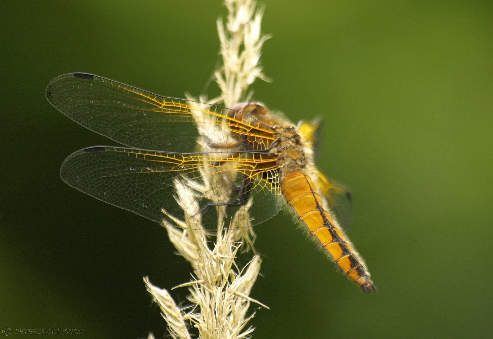 green, Insects, Bug, Mantis, Macro, Close, Up, Nature, Wallpaper, Butterfly, Spider Wallpaper