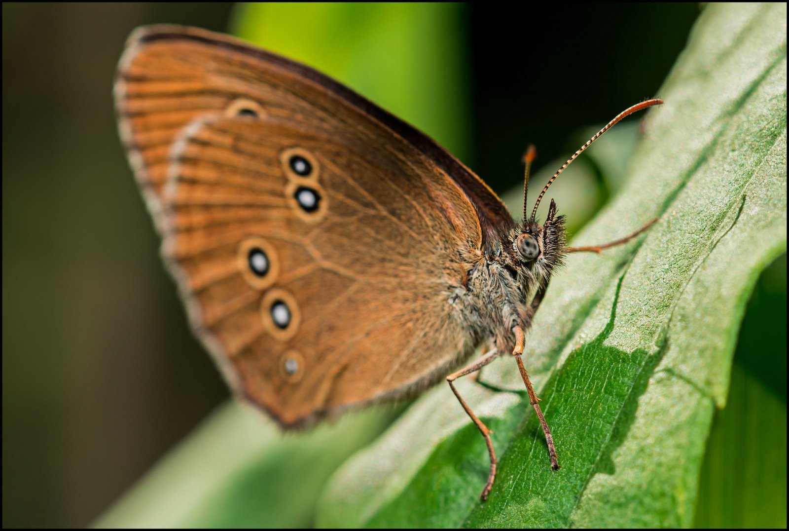 green, Insects, Bug, Mantis, Macro, Close, Up, Nature, Wallpaper, Butterfly, Spider Wallpaper