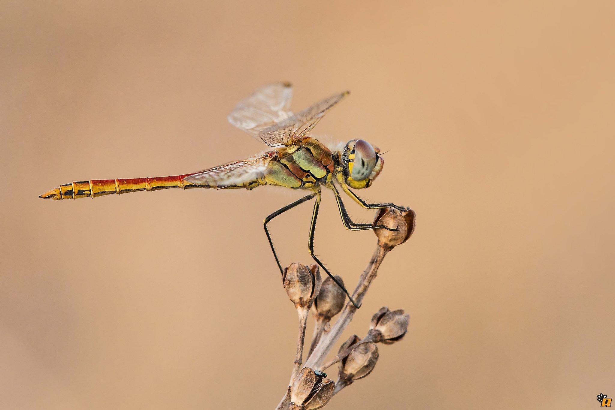 green, Insects, Bug, Mantis, Macro, Close, Up, Nature, Wallpaper, Butterfly, Spider Wallpaper