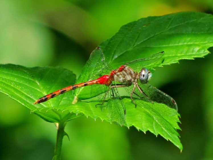 green, Insects, Bug, Mantis, Macro, Close, Up, Nature, Wallpaper, Butterfly, Spider HD Wallpaper Desktop Background