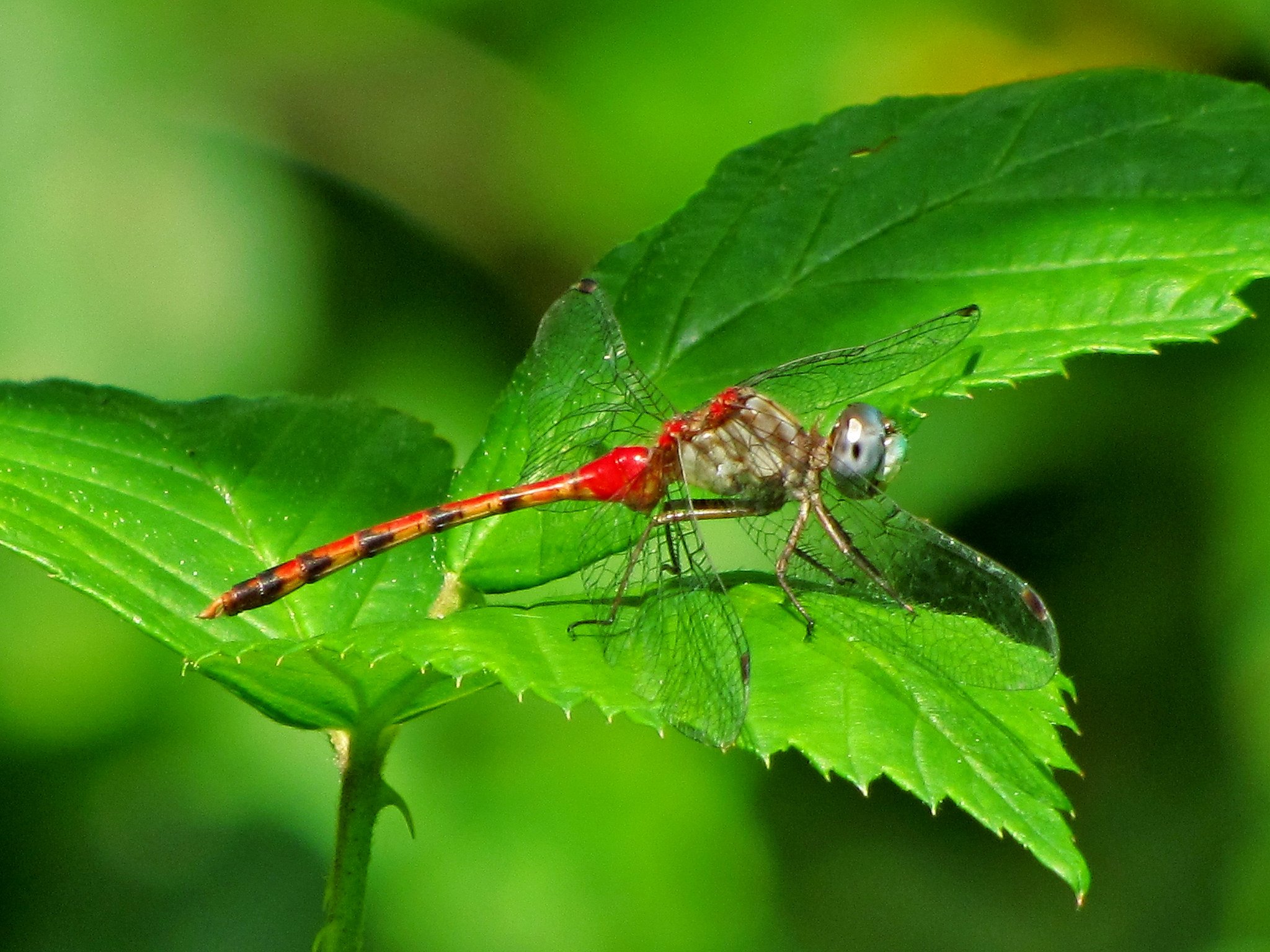 green, Insects, Bug, Mantis, Macro, Close, Up, Nature, Wallpaper, Butterfly, Spider Wallpaper