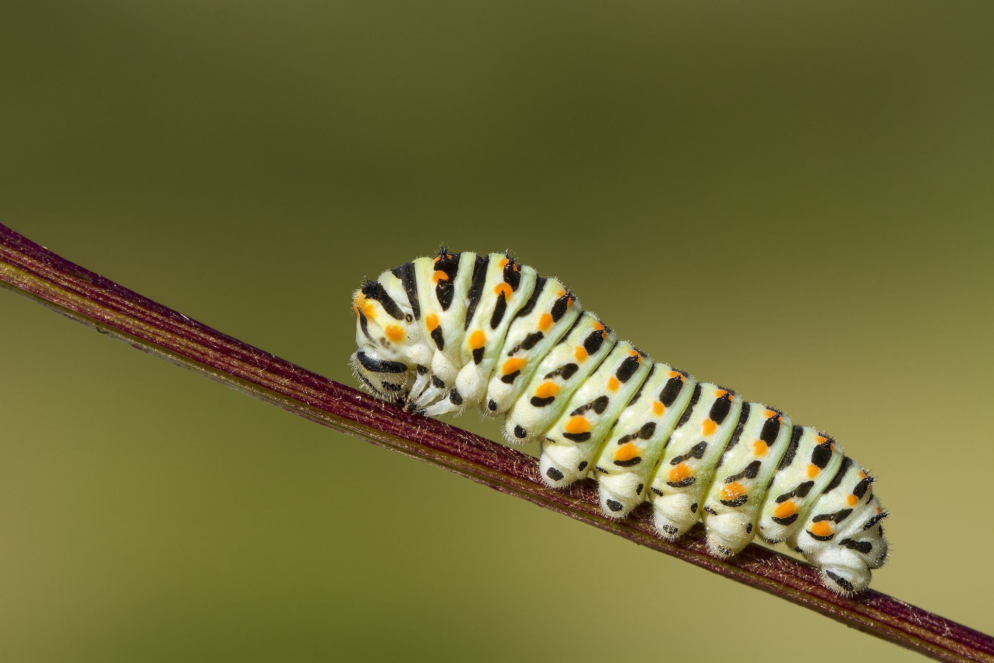 green, Insects, Bug, Mantis, Macro, Close, Up, Nature, Wallpaper, Butterfly, Spider Wallpaper