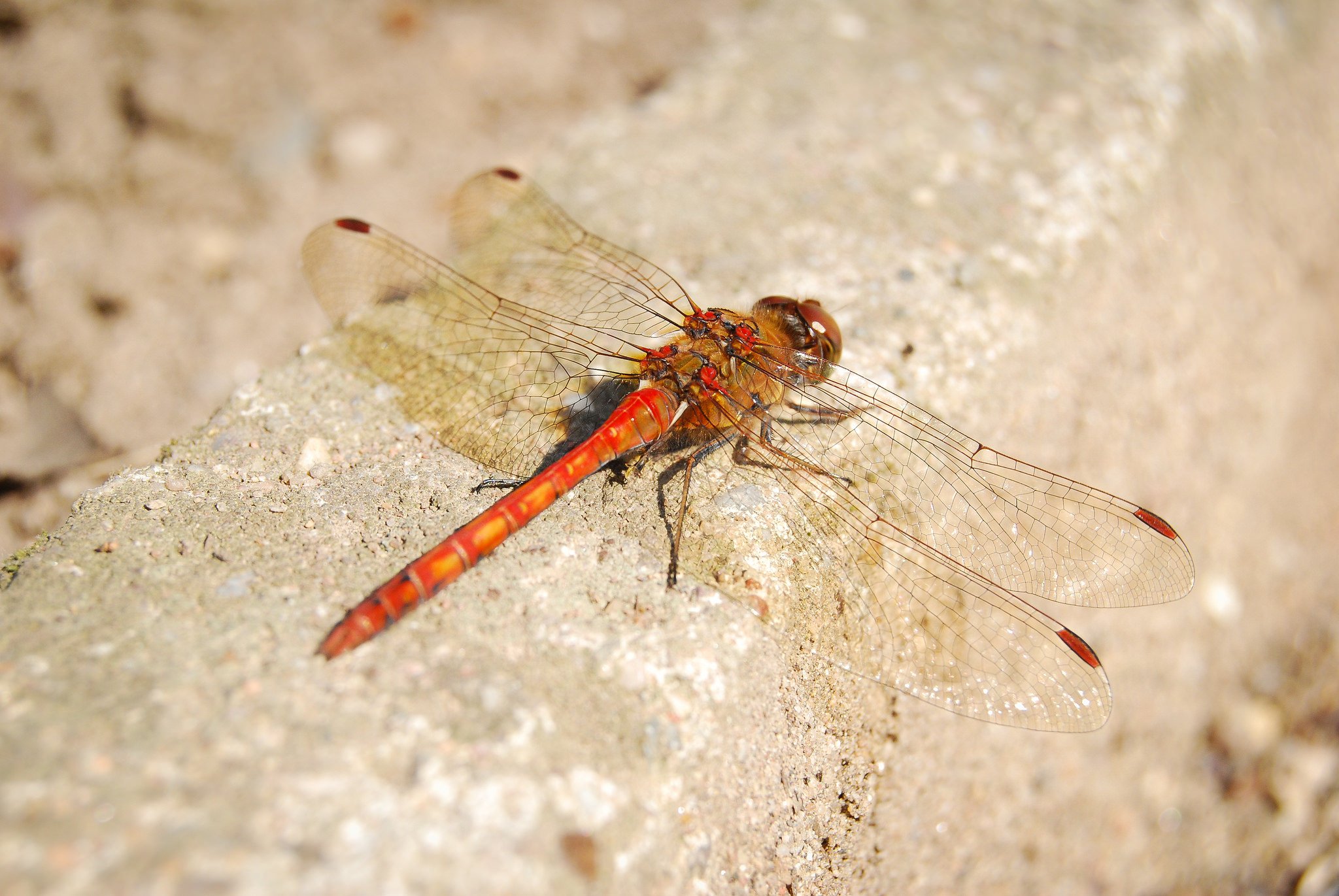 green, Insects, Bug, Mantis, Macro, Close, Up, Nature, Wallpaper, Butterfly, Spider Wallpaper