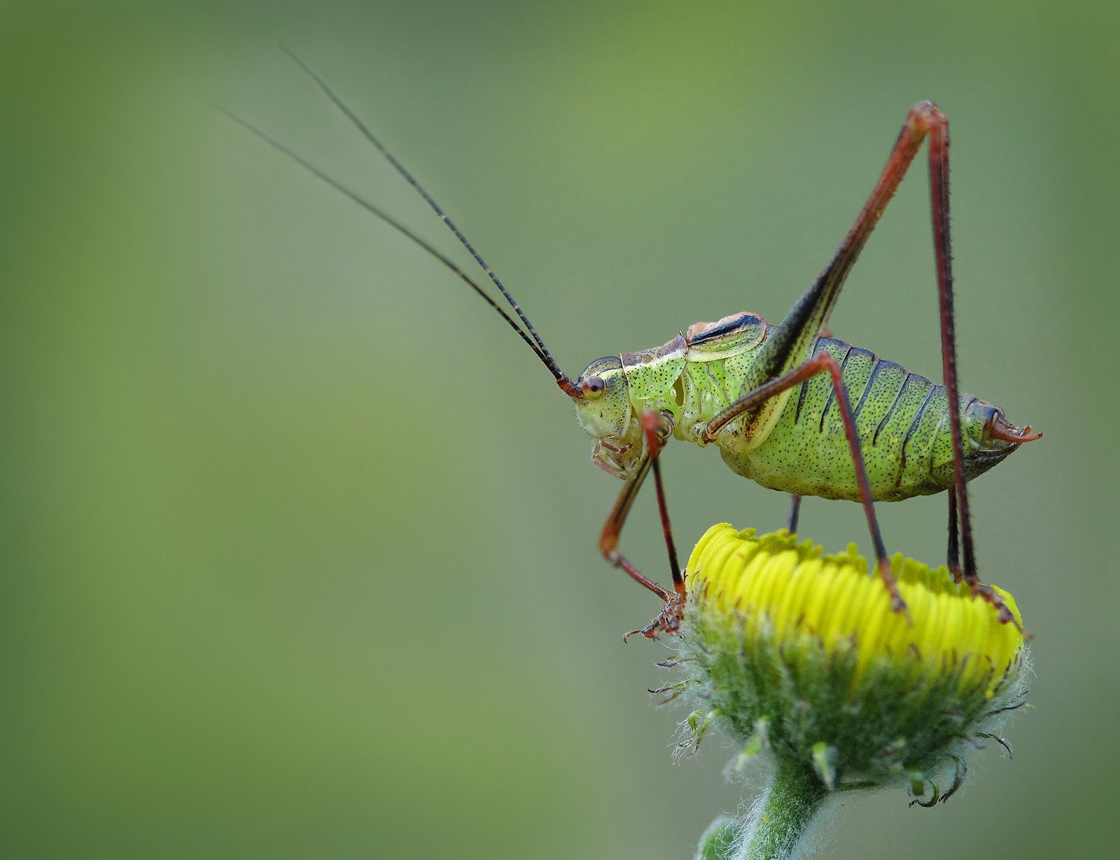 green, Insects, Bug, Mantis, Macro, Close, Up, Nature, Wallpaper, Butterfly, Spider Wallpaper