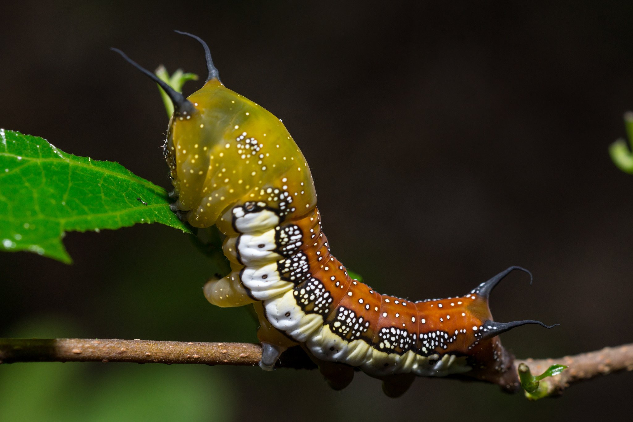 green, Insects, Bug, Mantis, Macro, Close, Up, Nature, Wallpaper, Butterfly, Spider Wallpaper