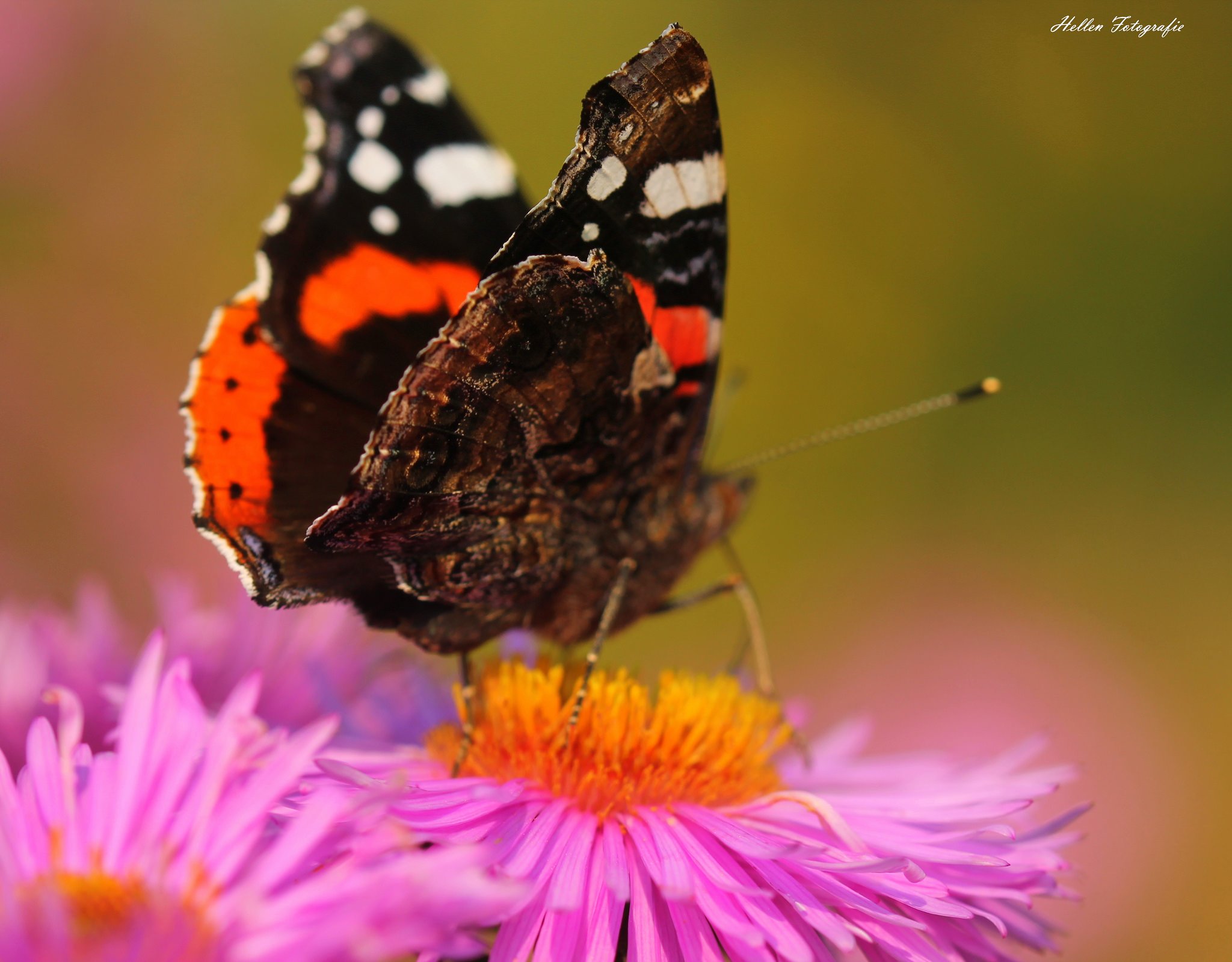 green, Insects, Bug, Mantis, Macro, Close, Up, Nature, Wallpaper, Butterfly, Spider Wallpaper