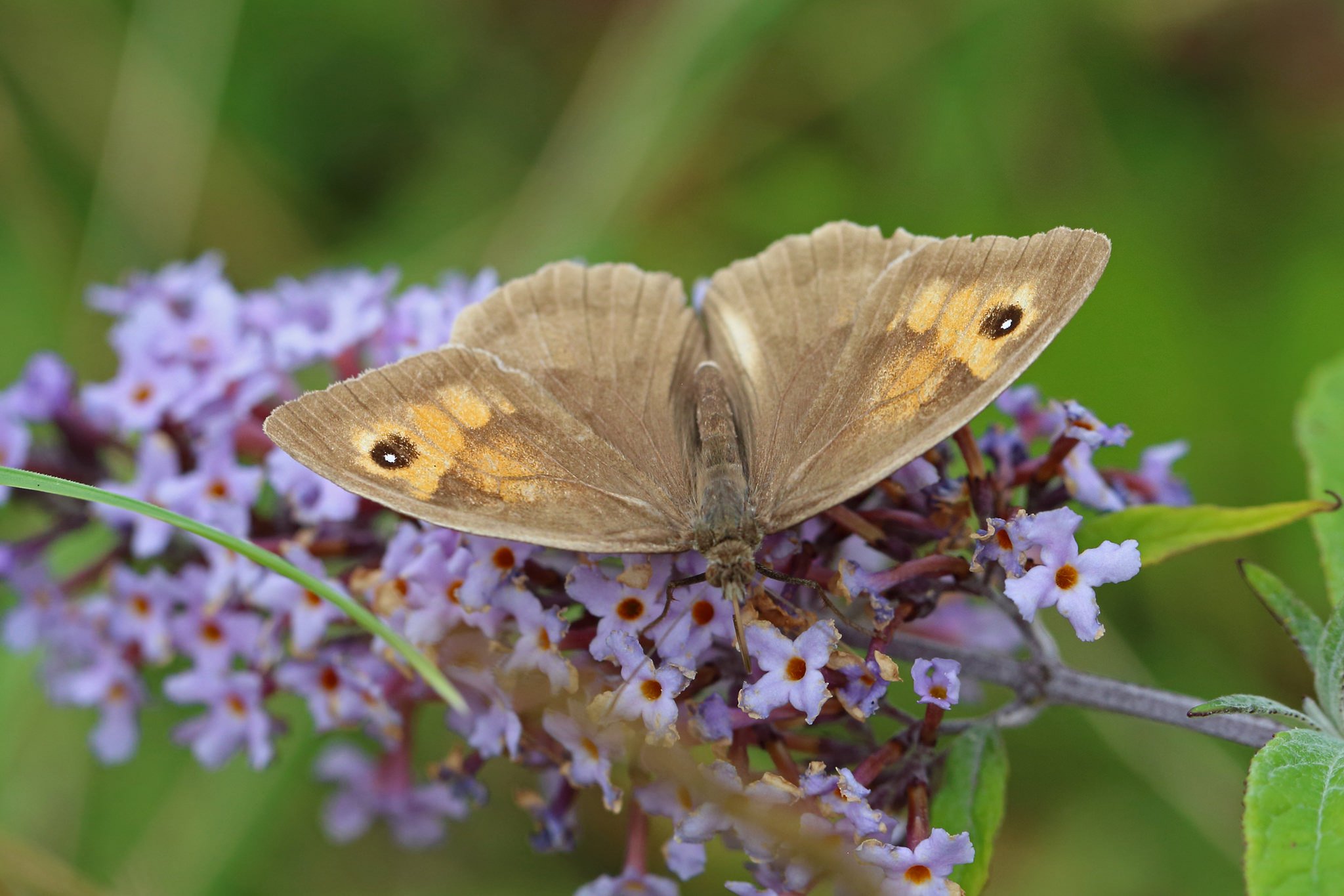 green, Insects, Bug, Mantis, Macro, Close, Up, Nature, Wallpaper, Butterfly, Spider Wallpaper