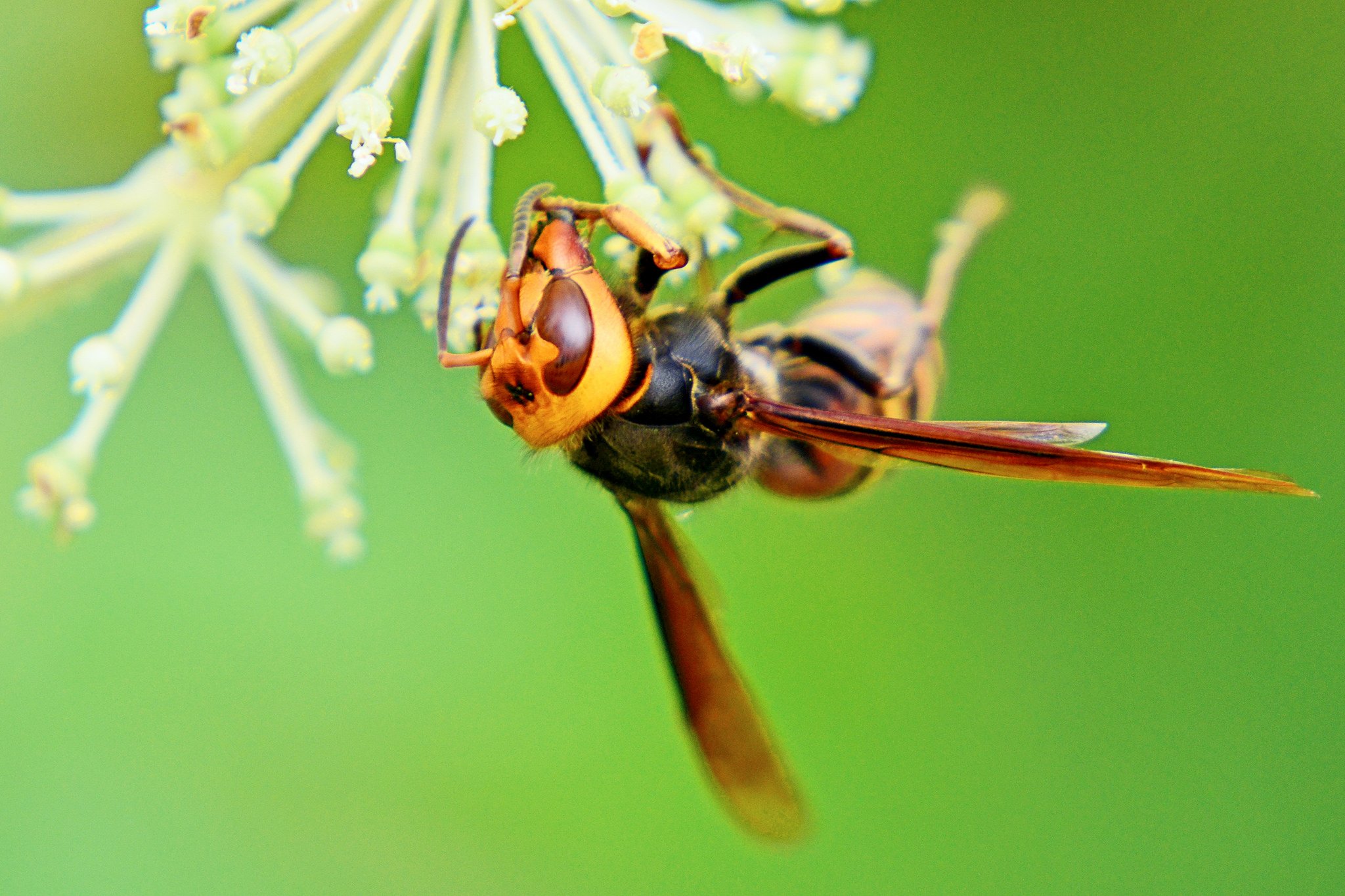 green, Insects, Bug, Mantis, Macro, Close, Up, Nature, Wallpaper, Butterfly, Spider Wallpaper