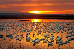sunset, Ducks, Lake, Nature