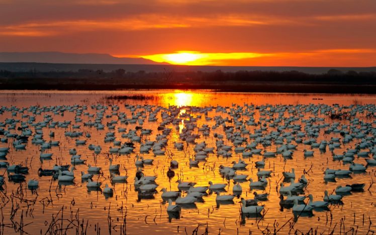 sunset, Ducks, Lake, Nature HD Wallpaper Desktop Background