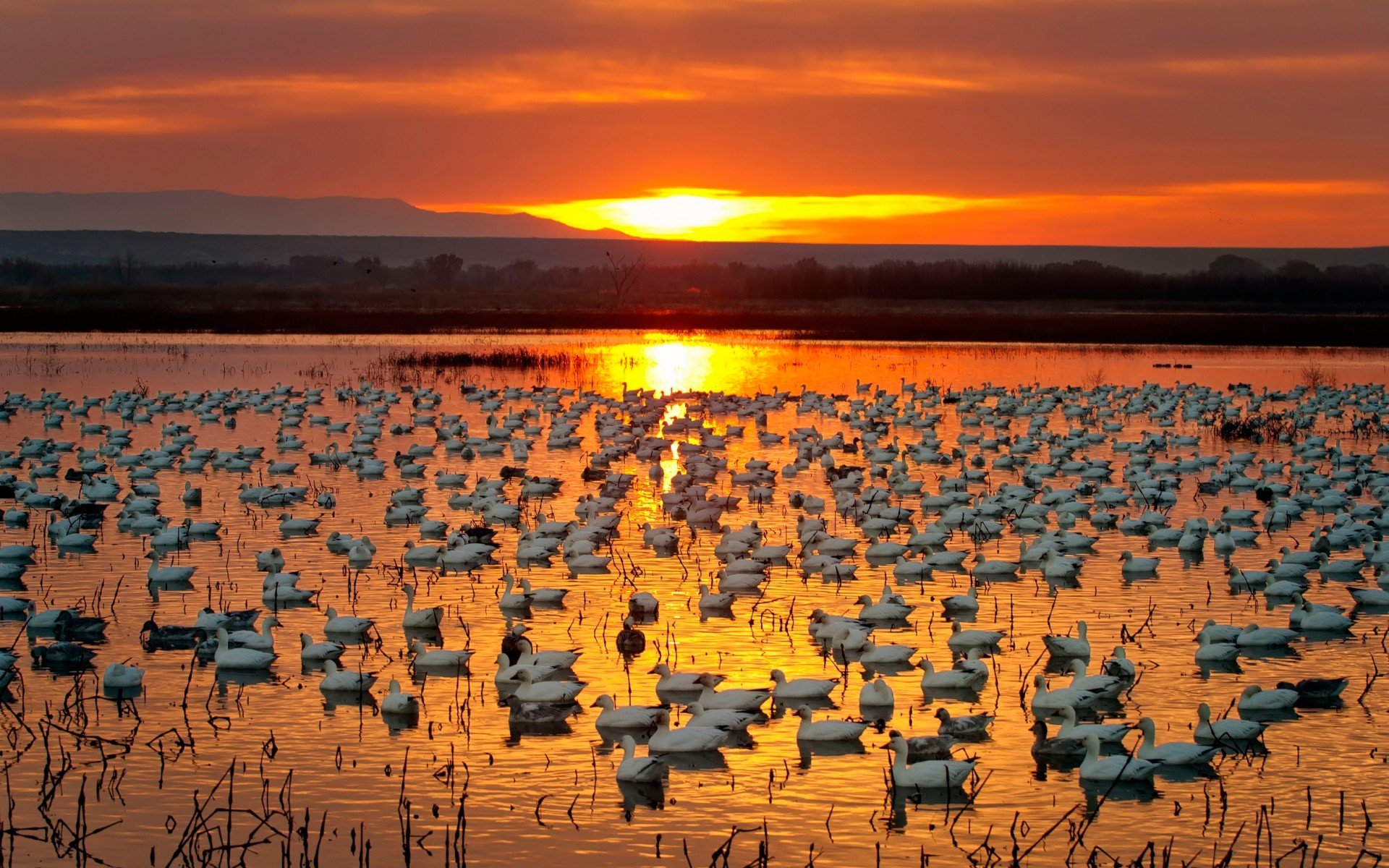 sunset, Ducks, Lake, Nature Wallpaper