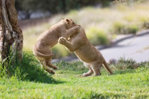 lions, Little, Fight, Game
