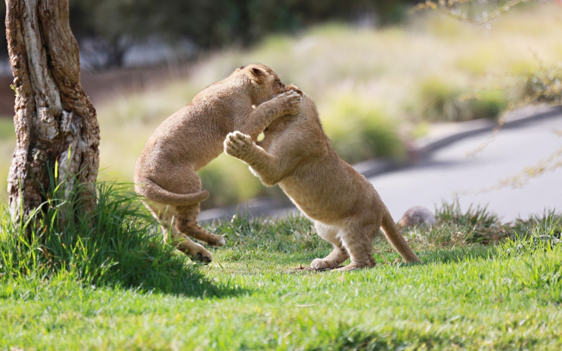 lions, Little, Fight, Game Wallpaper
