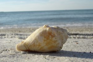 a, Clear, Water, Beach, Shell