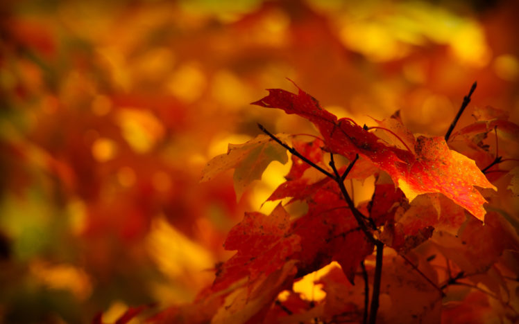 leaves, Trees, Autumn, Macro HD Wallpaper Desktop Background