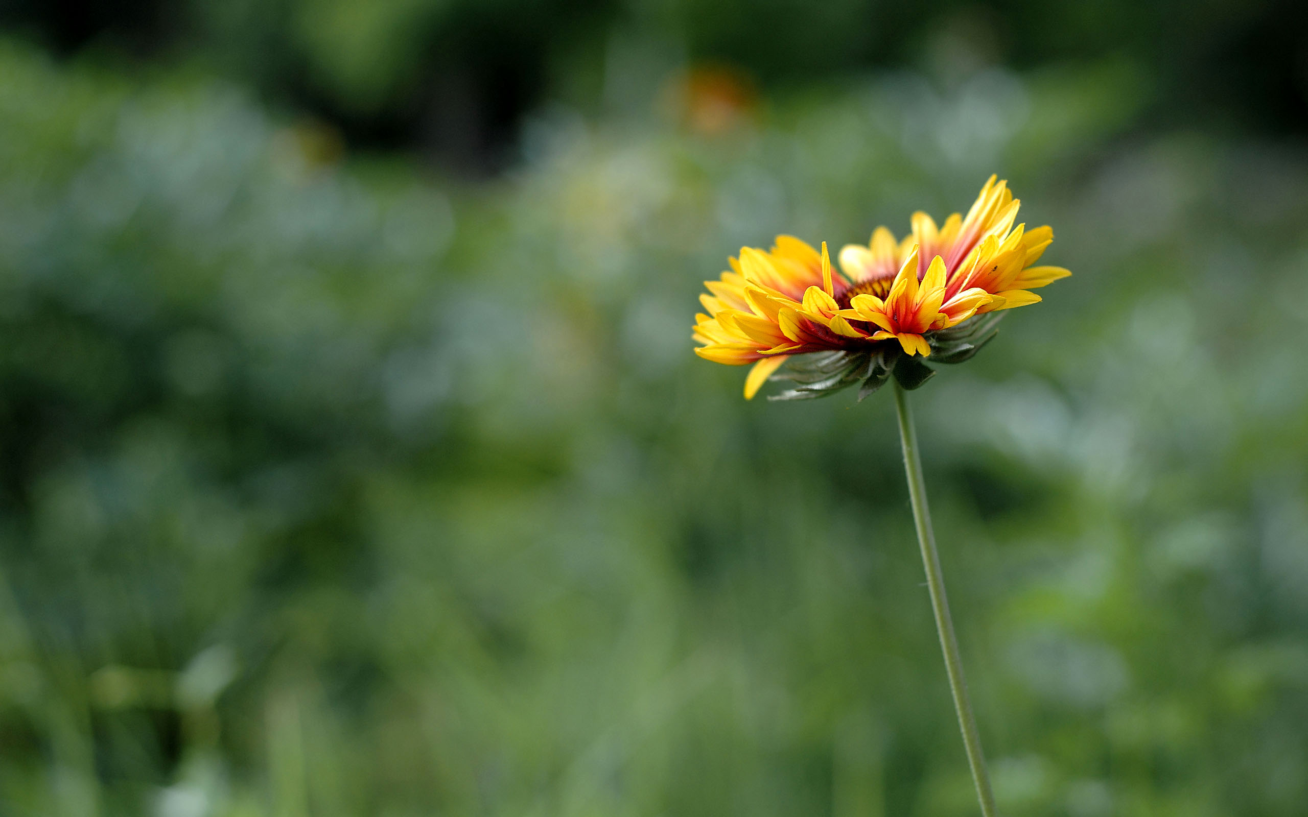 alone, In, The, Park Wallpaper